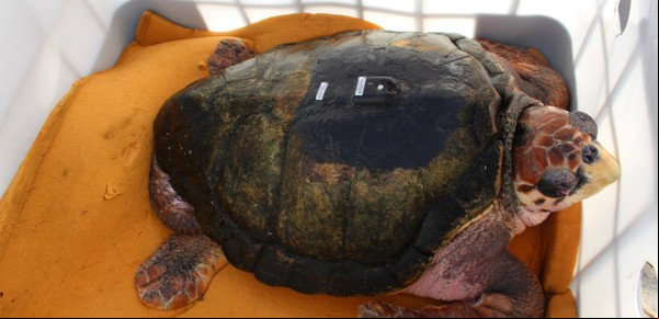 Después de 40 años en cautiverio, liberaron al tortugo Jorge en el mar