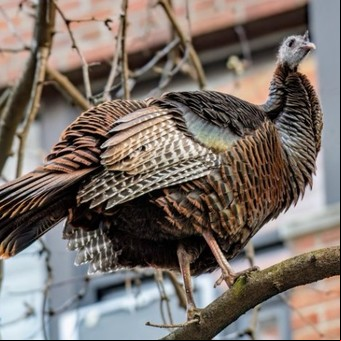 Astoria, la pava enamorada que llegó volando a Nueva York en busca de pareja