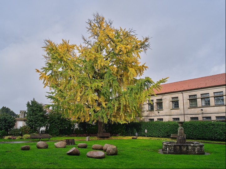 El ginkgo biloba que resiste en el jardín de Fonseca, Santiago de Compostela.