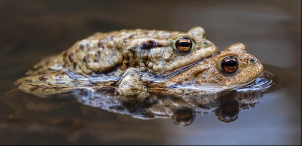 Cuál es el animal que simula estar muerto para escapar de sus parejas sexuales 