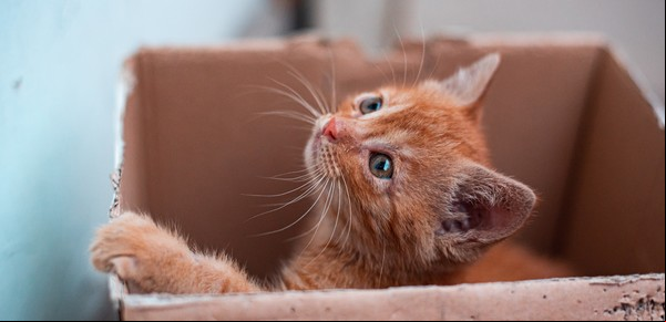 ¿Por qué tu gato prefiere una caja vacía de cartón antes que un juguete?: un experto revela la respuesta