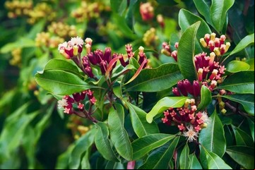 Cómo plantar clavo de olor en maceta y llenar tu casa de aroma