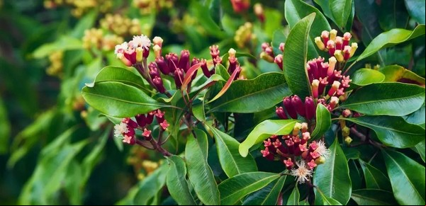 Cómo plantar clavo de olor en maceta y llenar tu casa de aroma