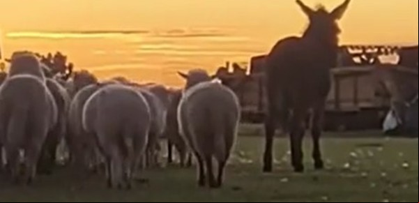 "Una vez por semana": Denuncian ataques salvajes de pumas a ovejas en el campo y cómo intentan solucionar el flagelo