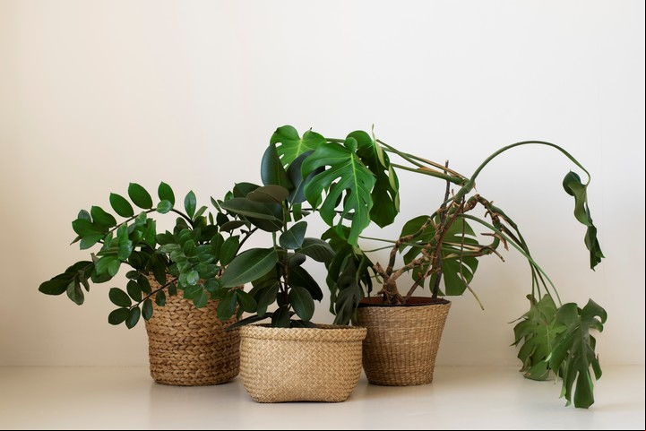 Con los cuidados adecuados, las plantas no solo sobreviven al invierno, sino que florecen mejor en primavera. Foto: Freepik.