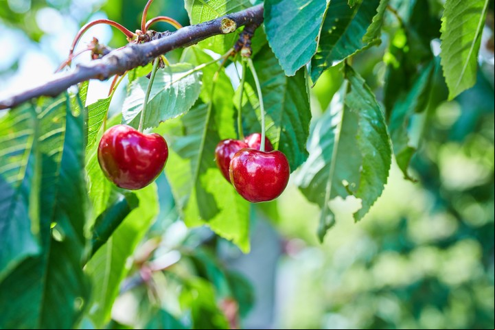 Este método es ideal para quienes se inician en el cultivo de frutales. Foto: Freepik.