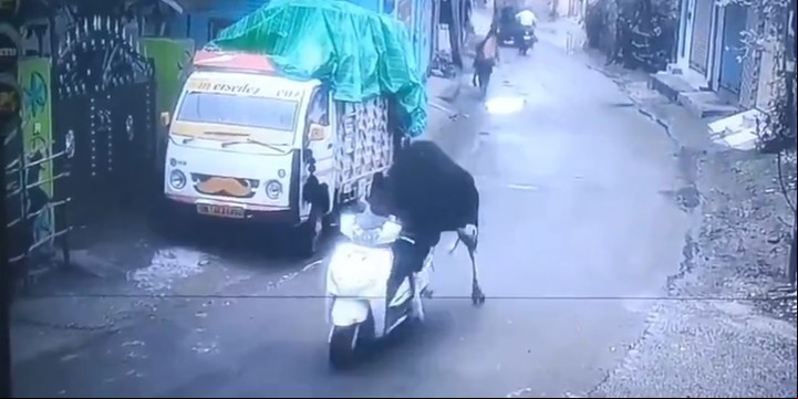 En un video se ve a un toro callejero, que se acerca a la moto estacionada, coloca las patas delanteras sobre el asiento y empuja el scooter (Captura de video).
