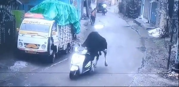 Un toro "robó" un scooter y escapó en él en un robo surrealista
