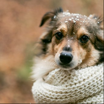 ¿Cómo abrigar a gatos y perros en invierno? Esto es lo que recomiendan los veterinarios