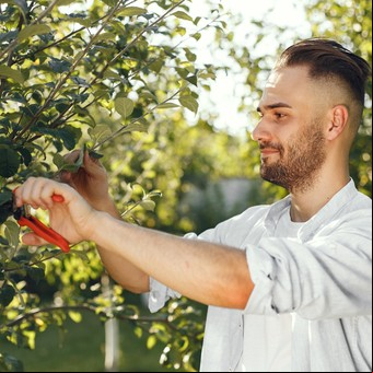 Limoneros en maceta: los 3 tipos de poda que recomienda un jardinero experto para tenerlo frondoso y con frutos