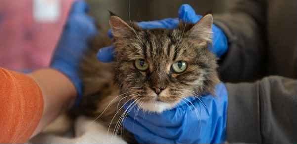 Un gato sobrevivió tras una caída de 116 metros en un acantilado
