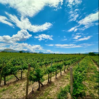 La Toscana con un lado mágico: el sabor de la región vitivinícola de Bolivia