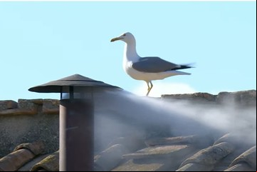 Nuevo Papa en el Vaticano: las gaviotas quedaron en la histórica imagen de la fumata blanca, pero son una pesadilla para los fieles que colmaron Roma