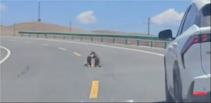 Los automovilistas detenidos y las marmotas peleando (Captura de video).