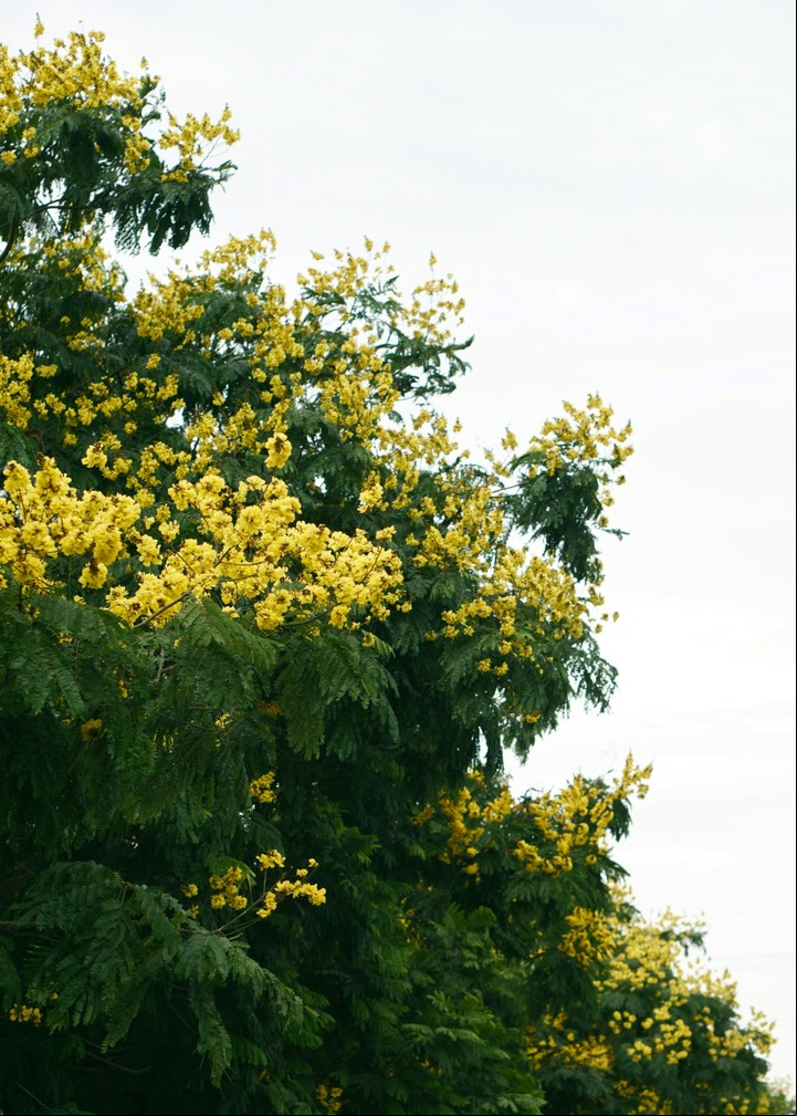 Tecoma Stans brota con flores de diferentes colores, entre las que se destaca la amarilla. Foto: Unsplash.