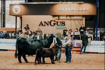 Semana Angus de Otoño 2025: la principal raza del país palpita una nueva exposición en fórmula Indoor