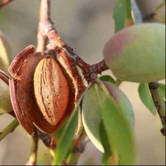 Cultivá tu propio árbol de almendras desde una semilla con este truco casero de jardineros expertos