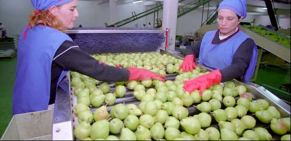 Argentina importa peras de China: qué dicen los productores locales