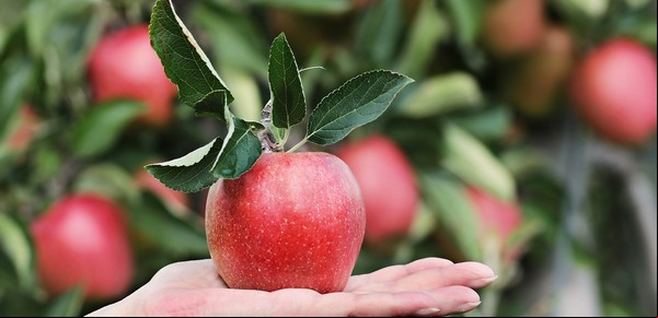 ¿Jardín pequeño? Estos árboles frutales crecen perfecto en macetas y te darán fruta dulce