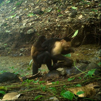 Nunca visto: un grupo de monos "aburridos" está secuestrando crías de otra especie 