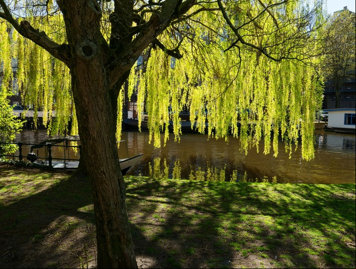 Ideal para quienes disfrutan de la naturaleza y quieren multiplicar árboles nativos sin gastar dinero. Foto: Unsplash.