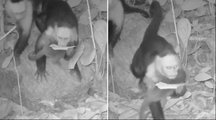 Los monos "secuestradores" captados por cámaras infrarrojas (Captura de video).