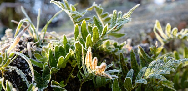 Cómo proteger tus plantas de la ola de frío polar: los consejos que recomiendan los jardineros expertos frente a las heladas